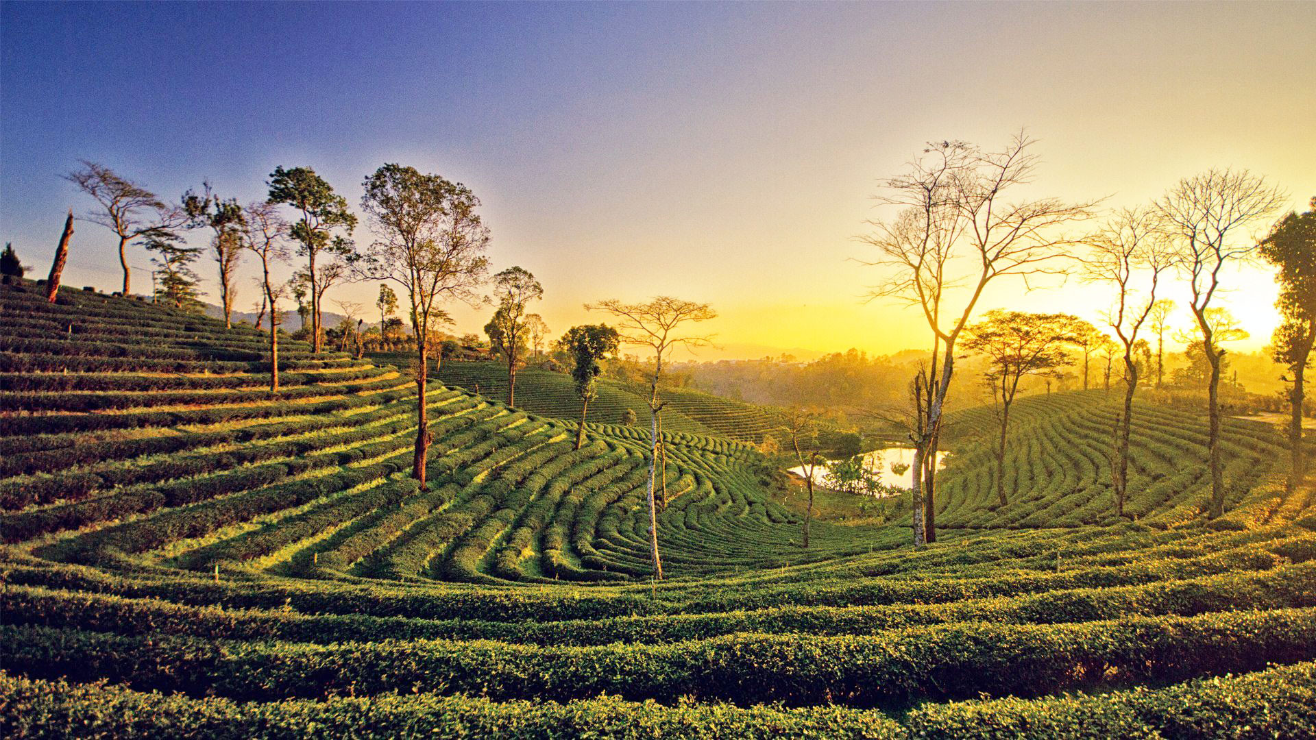 Complete Assam Wildlife, Tea Gardens, River Island & Heritage Grand Circuit