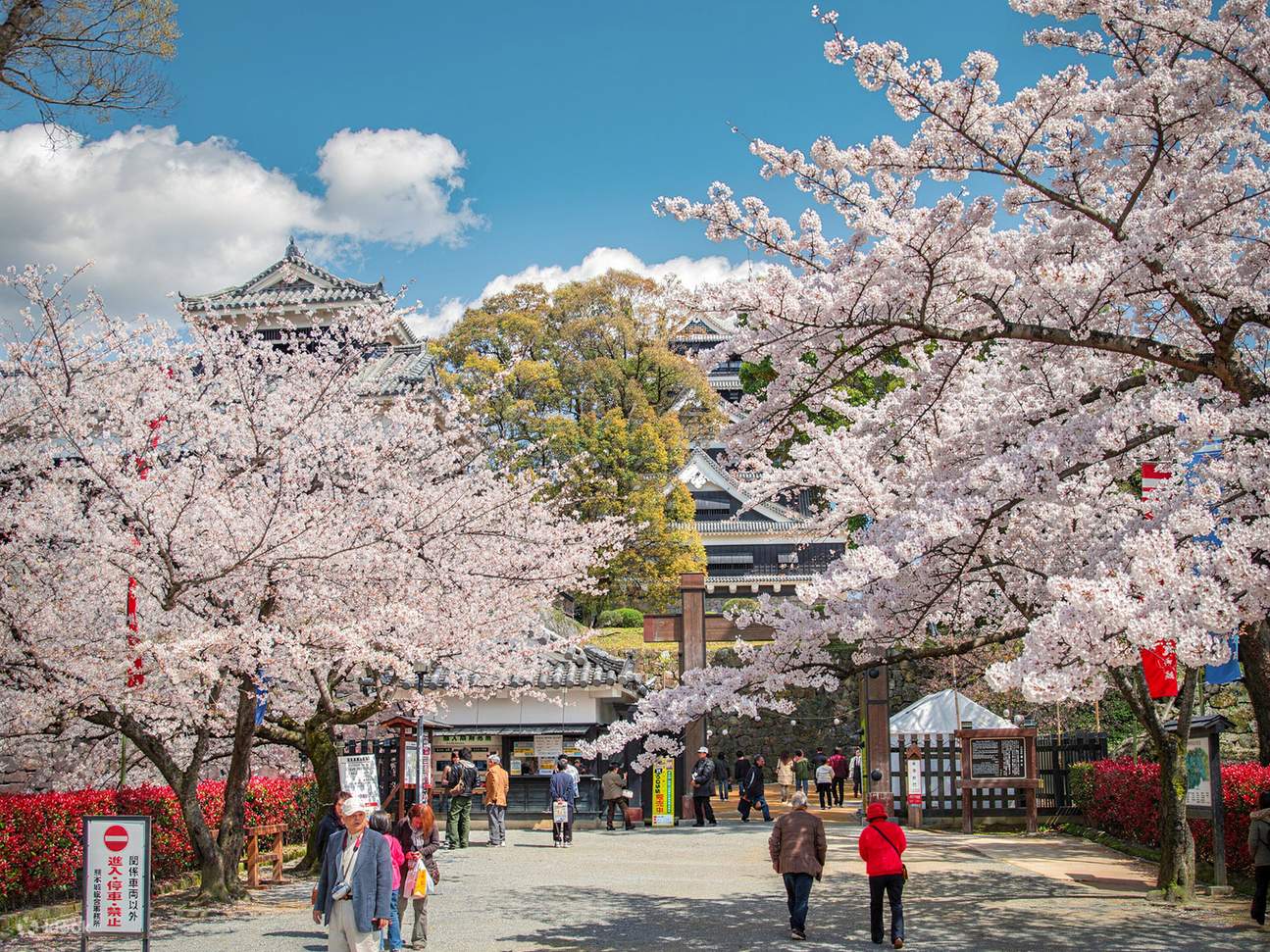 Japan Cherry Blossom & Sakura Festivals - Tokyo, Fuji & Kyoto