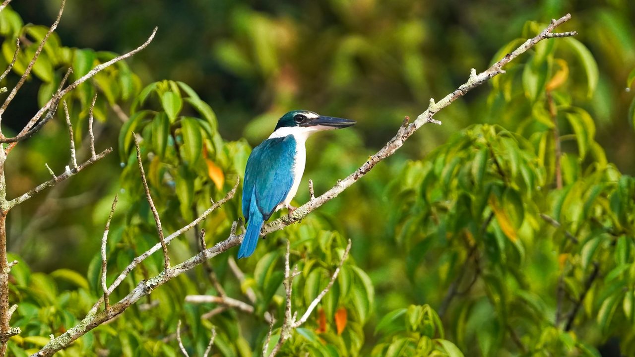 Bhitarkanika National Park Mangrove & Saltwater Crocodile Safari