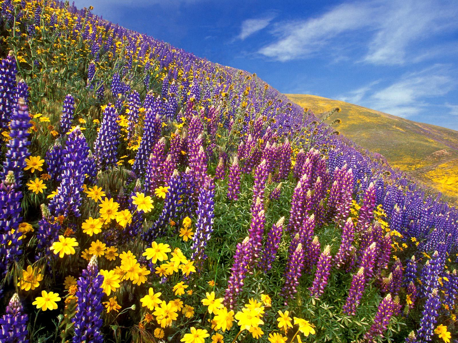 North Sikkim Lachung & Yumthang Valley of Flowers Expedition