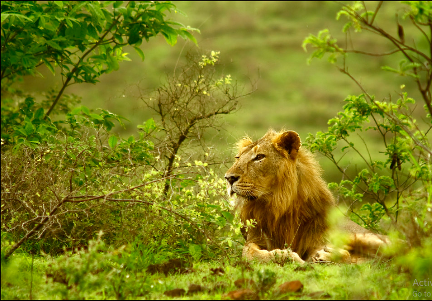 Gir National Park Asiatic Lion Wildlife Jungle Safari