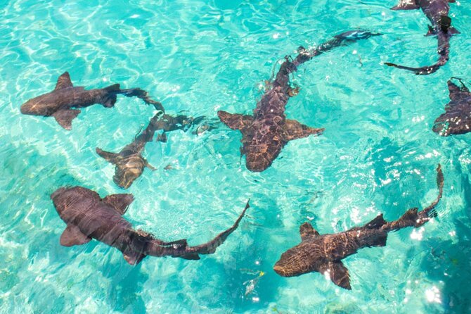 Maldives Budget Paradise - Maafushi Island & Nurse Shark Snorkeling
