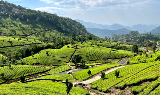 Rolling Green Tea Plantations