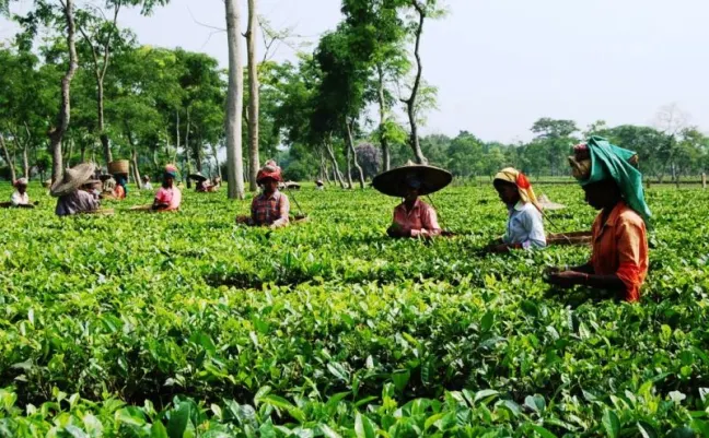 Jorhat Tea Capital of the World & Heritage Tea Bungalow Trail